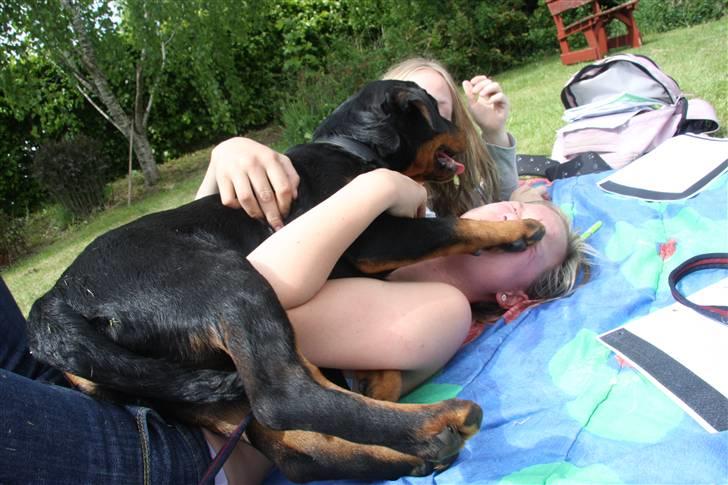 Rottweiler Kita <3 - - Men jeg kan sku godt over falde mor allifevel :p ANGRIIB ! xD billede 10