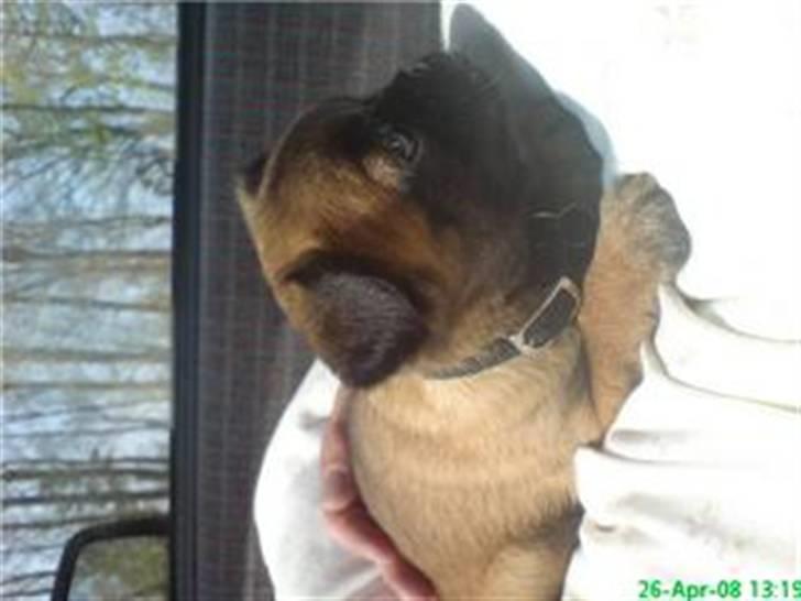 Griffon petit brabancon Sandie billede 5