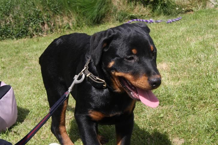 Rottweiler Kita <3 - Hmm , hvad skal jeg så finde på ? ´lad mig se ...  billede 11