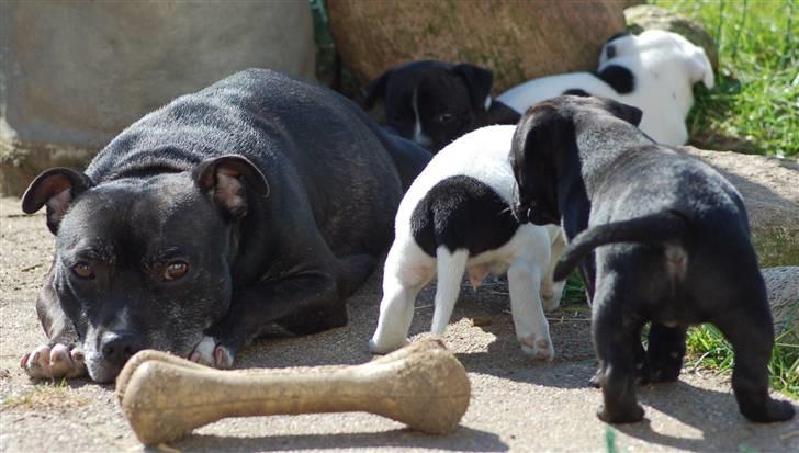 Staffordshire bull terrier Nala - Man bliver udmattet af at have 6 hvalpe... billede 5