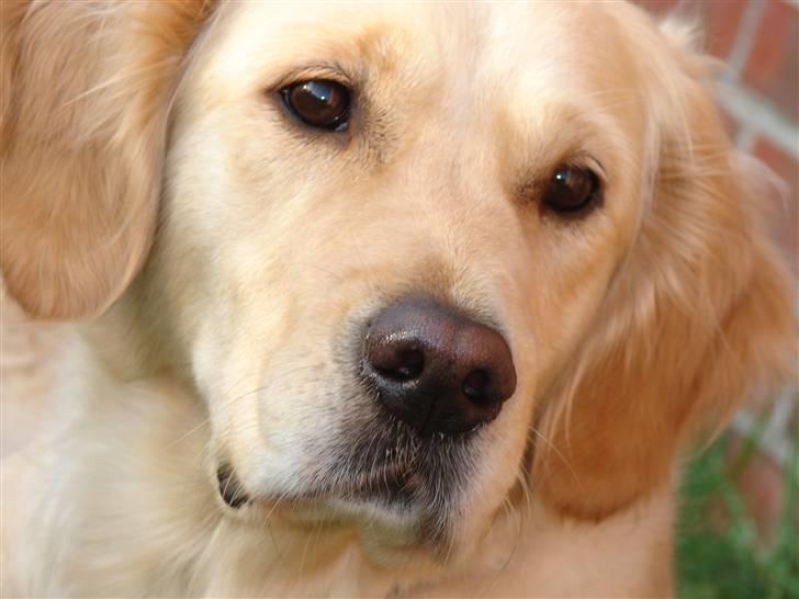 Golden retriever Beauty <3 billede 10