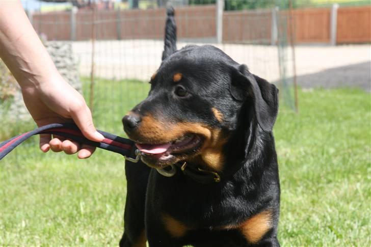 Rottweiler Kita <3 - Ja , det gør jeg , jeg tager hende hånd xD muhahahah  billede 12