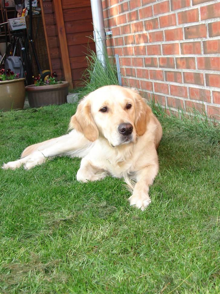 Golden retriever Beauty <3 billede 11