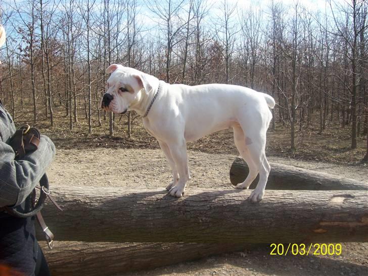 Amerikansk bulldog Upnorth 4th Miss Nasty - 6/5-2008 billede 15