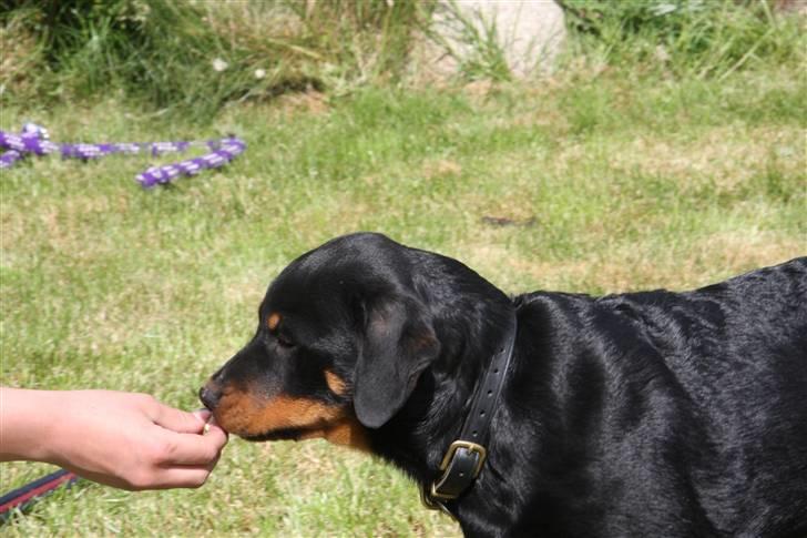 Rottweiler Kita <3 - Ej okay . Jeg må hellere lade være , så kan det være jeg får lov .... billede 13