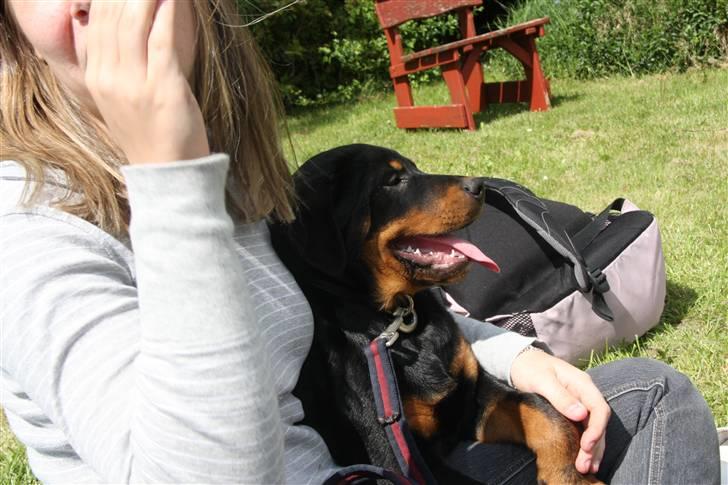Rottweiler Kita <3 - JAA .. Jeg fik lov komme op at sidde ved mors venidne :p  Haha billede 14
