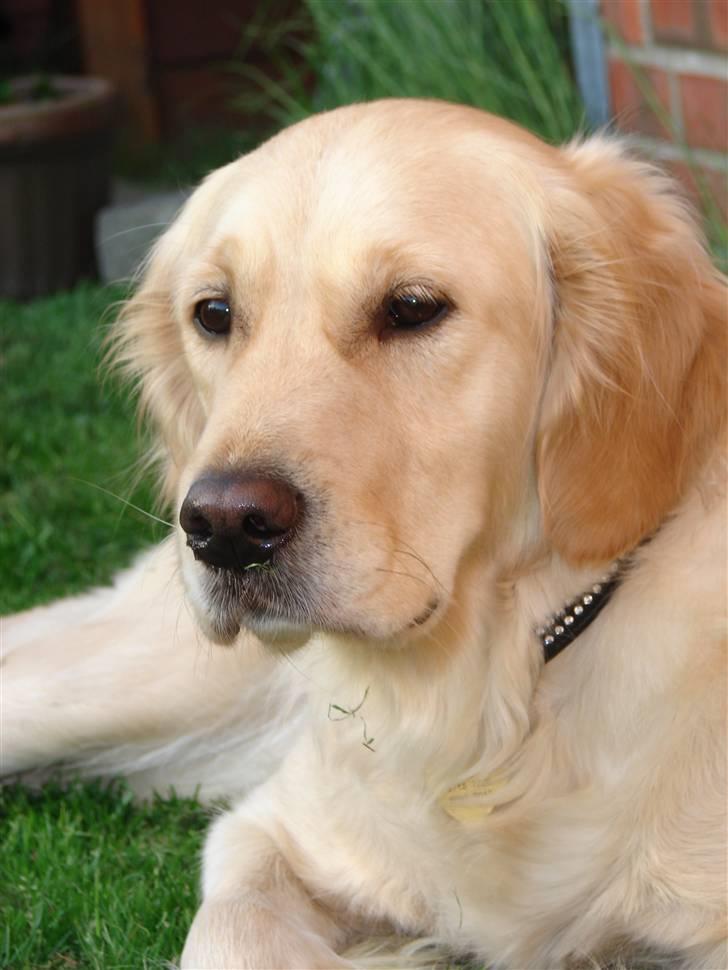 Golden retriever Beauty <3 billede 12