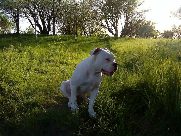 Amerikansk bulldog Upnorth 4th Miss Nasty - 7/5-2008 billede 17