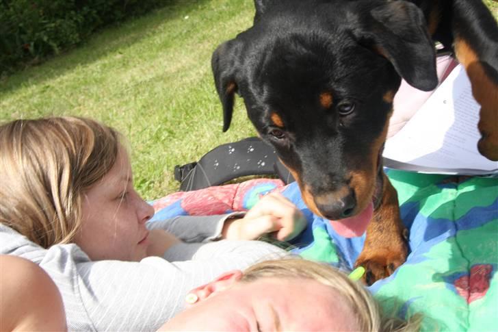 Rottweiler Kita <3 - Ned igen , og TYS TYS jeg snir´ mig ind på mor .. <3 :p haha jeg over rasker hende ! billede 15
