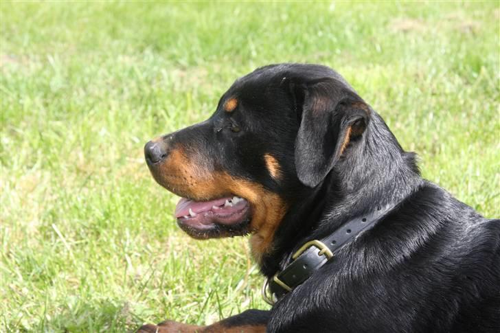 Rottweiler Kita <3 - Hvad er det for et væsen ?  billede 16