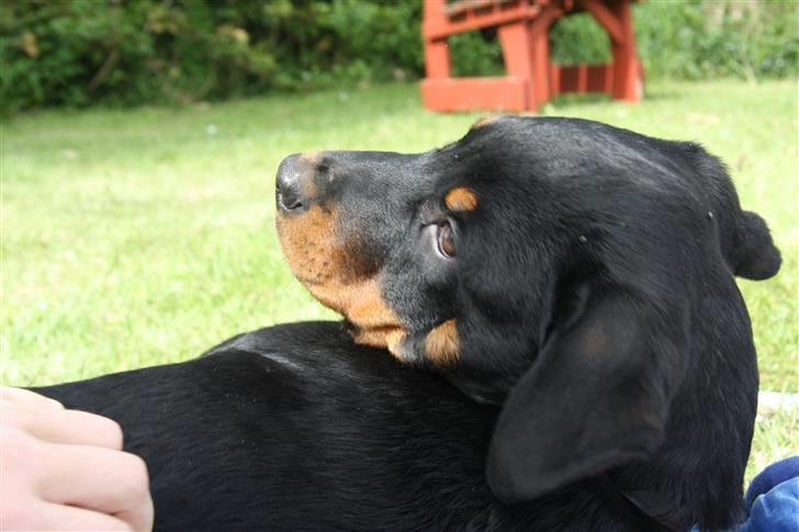 Rottweiler Kita <3 - EN hvad for nohget mor ? En kat´? nå ? og hvad kan sådan en så? billede 17