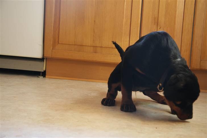 Rottweiler Kita <3 - Hvad ??? Må man ikke det mor ? Ud ? NU ? ..... Jeg skal altså lige tisse færdig , så kan vi godt gå... Men vent lige ... billede 18
