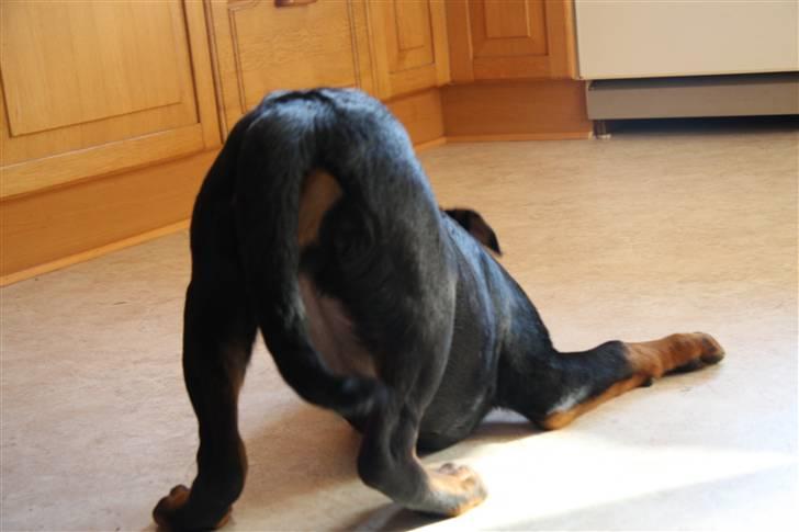 Rottweiler Kita <3 - Kom og tørmig xD - Eller leg med mig .. :p billede 19