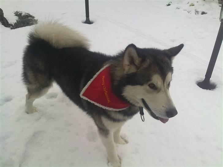 Alaskan malamute Rio - hjemme på græsset på anden dag. Som man kan se ligger den lille kat lige bag han og er ikke bange. billede 8