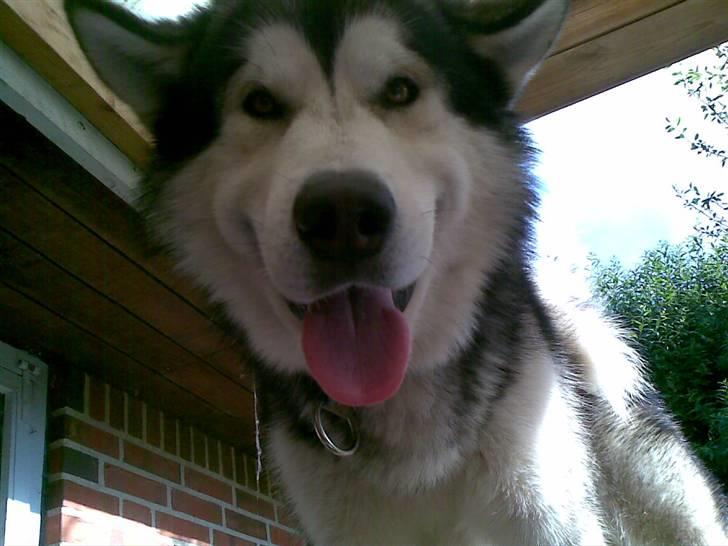Alaskan malamute Rio - uhh godt med lidt hoved stytte billede 9