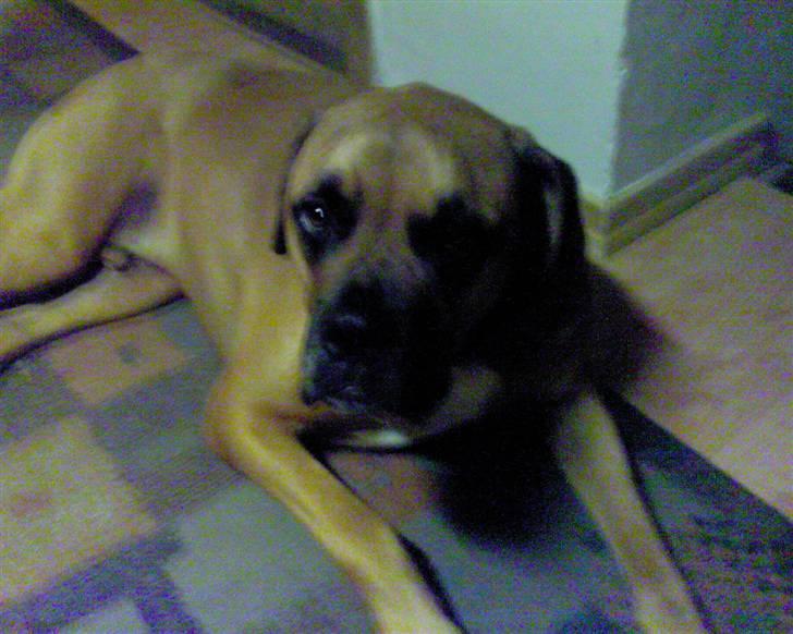 Blanding af racer Herman billede 1