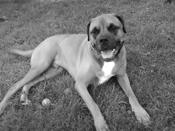 Blanding af racer Herman billede 2