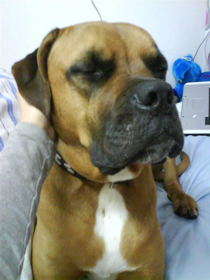 Blanding af racer Herman billede 3