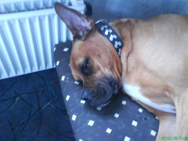 Blanding af racer Herman billede 4