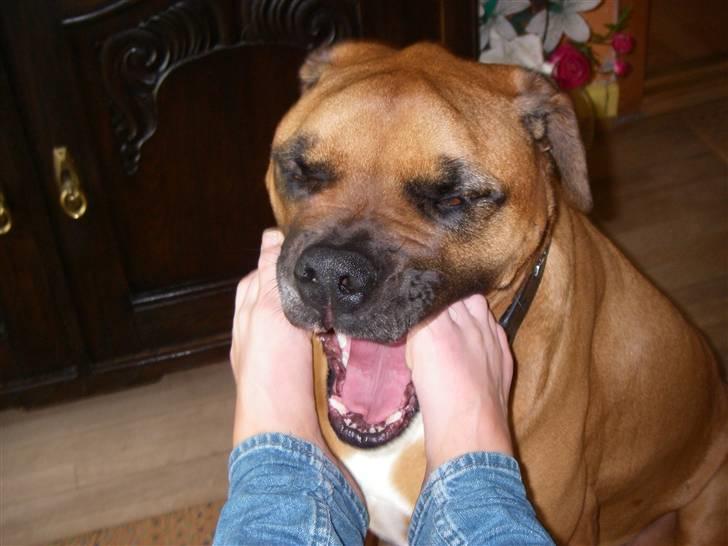 Blanding af racer Herman billede 5