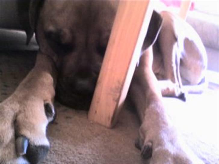 Blanding af racer Herman billede 6