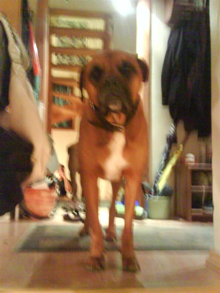 Blanding af racer Herman billede 7