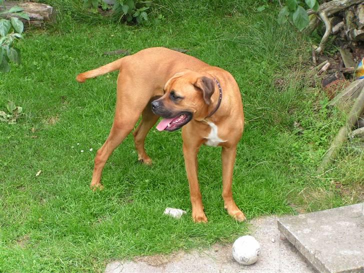 Blanding af racer Herman billede 8