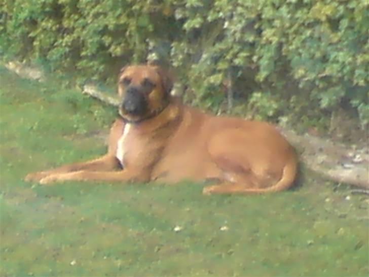 Blanding af racer Herman billede 9