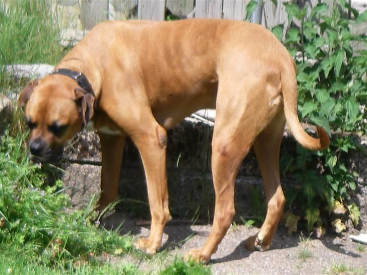 Blanding af racer Herman billede 10