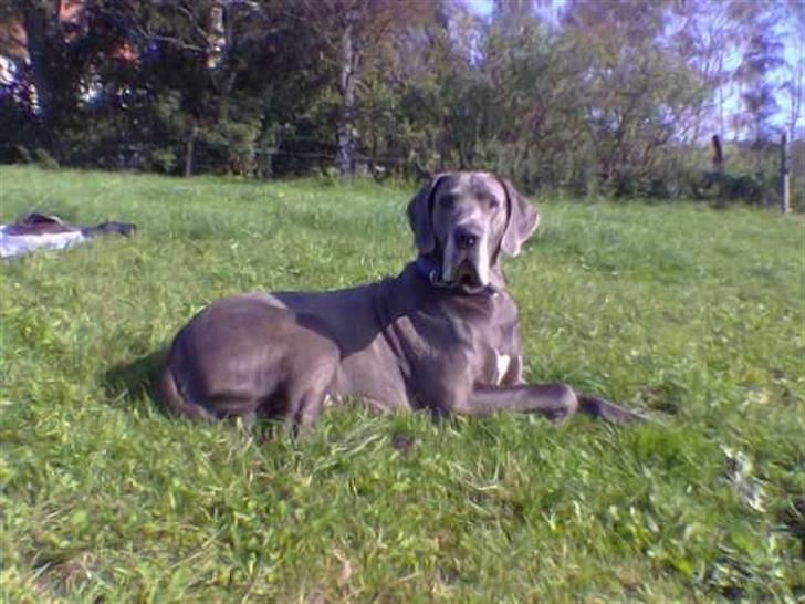 Grand danois Proppen billede 11