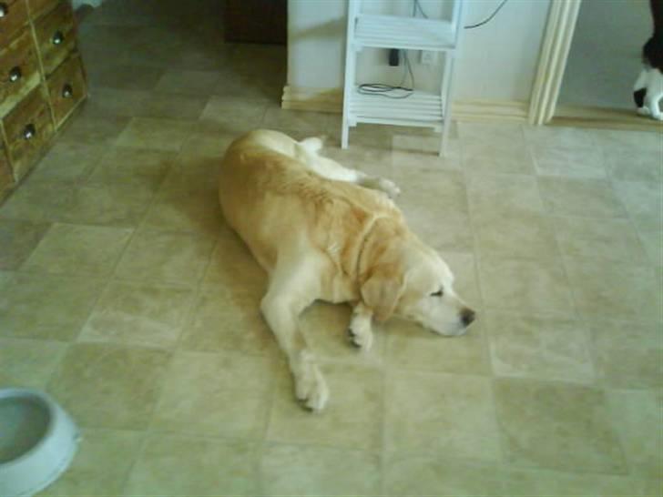 Labrador retriever Bamse <33 *Aflivet* :'(<3 - Bamsen <333 billede 8