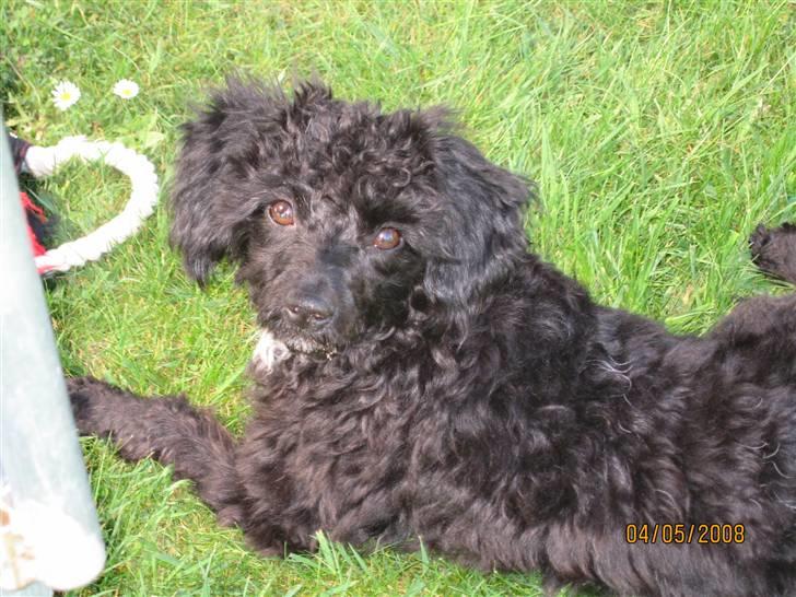 Blanding af racer Freja - Freja i den første forårsol billede 1