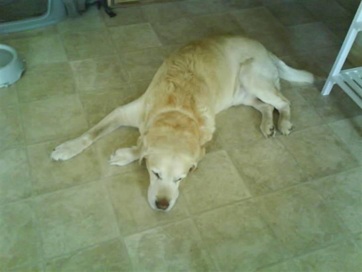 Labrador retriever Bamse <33 *Aflivet* :'(<3 - wee hvor er du smuk ! <3333 billede 9