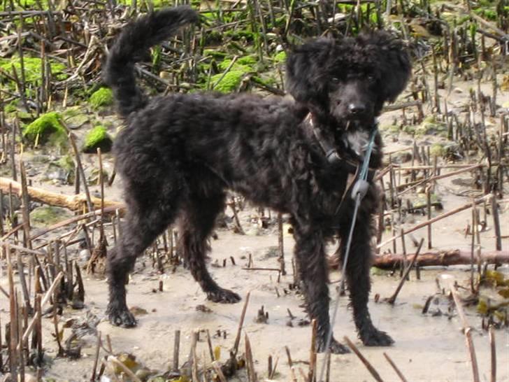 Blanding af racer Freja - På stranden og fange rejer billede 2