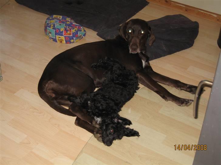 Blanding af racer Freja - Freja putter sammen med "storesøster" Lotus billede 3