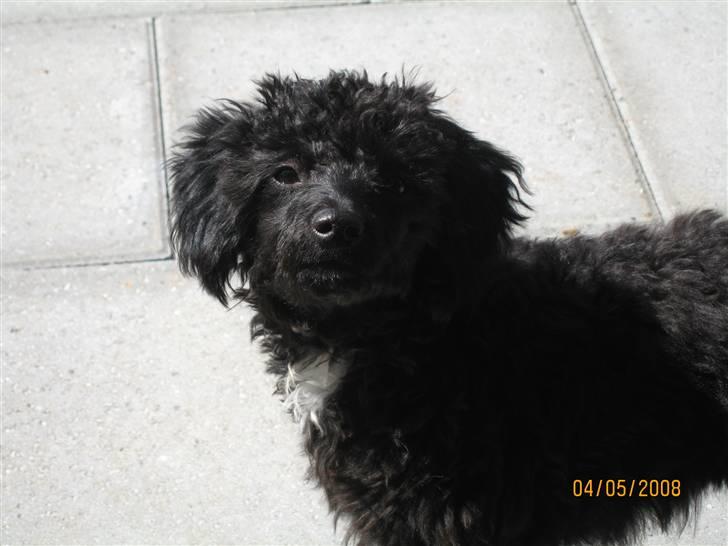 Blanding af racer Freja - Er jeg ikke sød??? billede 4