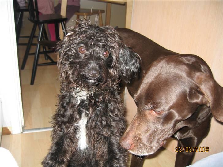 Blanding af racer Freja - Se mine lange lokker, jeg trænger til at blive klippet billede 5