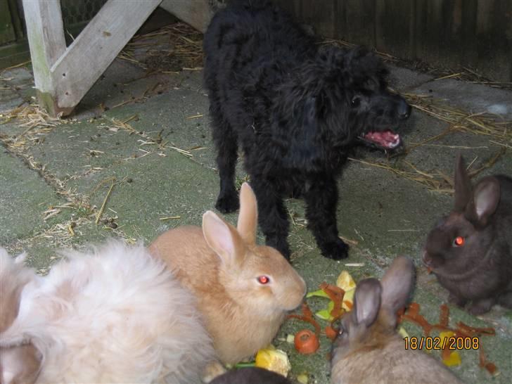 Blanding af racer Freja - Freja elsker mad, selv kaninernes grønsager..."jeg skal nok være sød ved dem, bare jeg får lidt gullerod" billede 6