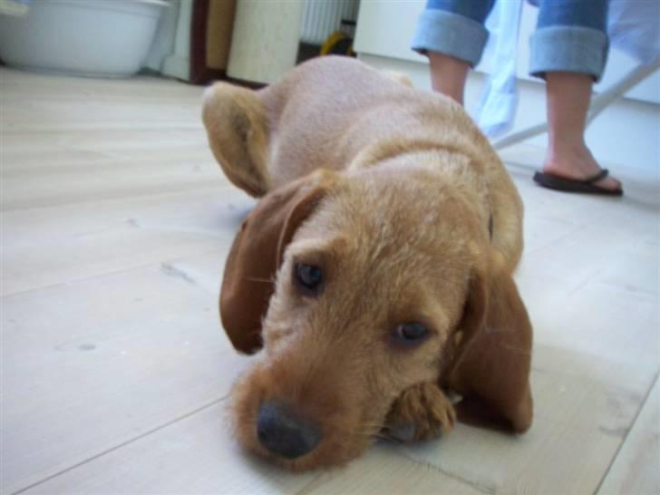 Basset fauve de bretagne Fendi billede 2