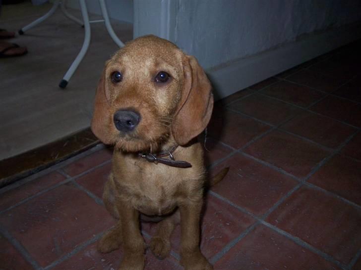 Basset fauve de bretagne Fendi billede 3