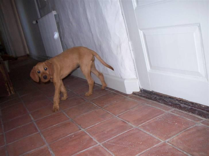 Basset fauve de bretagne Fendi billede 4