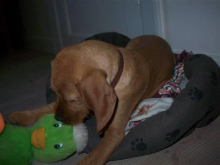 Basset fauve de bretagne Fendi billede 5