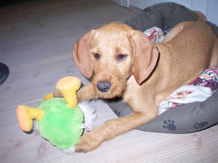 Basset fauve de bretagne Fendi billede 6