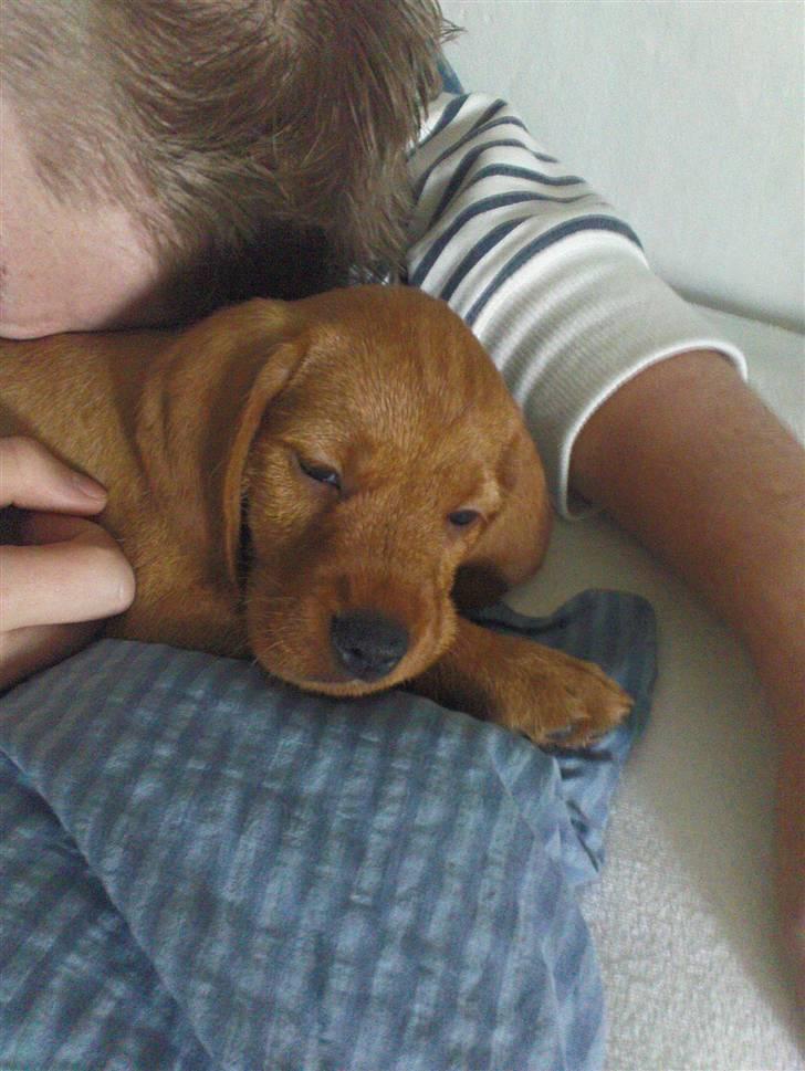 Basset fauve de bretagne Fendi billede 7