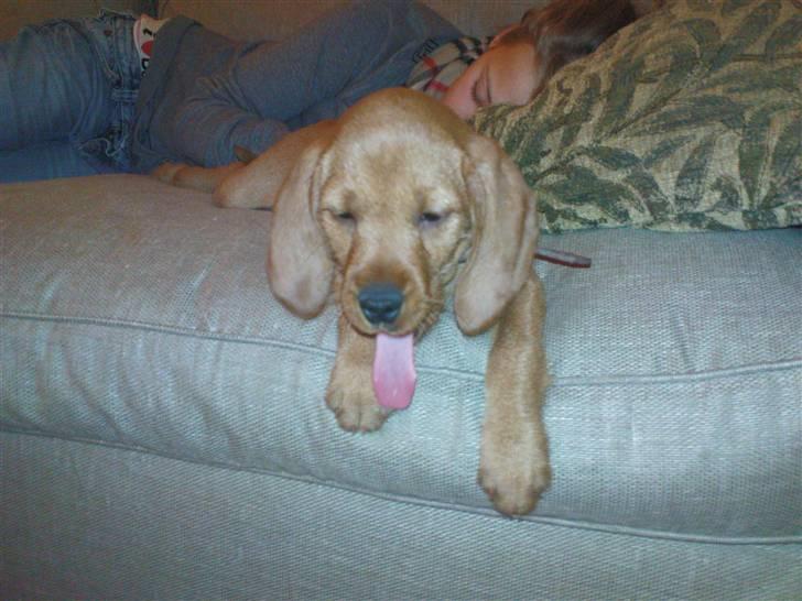 Basset fauve de bretagne Fendi billede 8