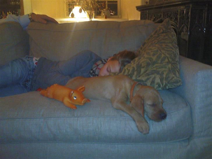 Basset fauve de bretagne Fendi billede 9