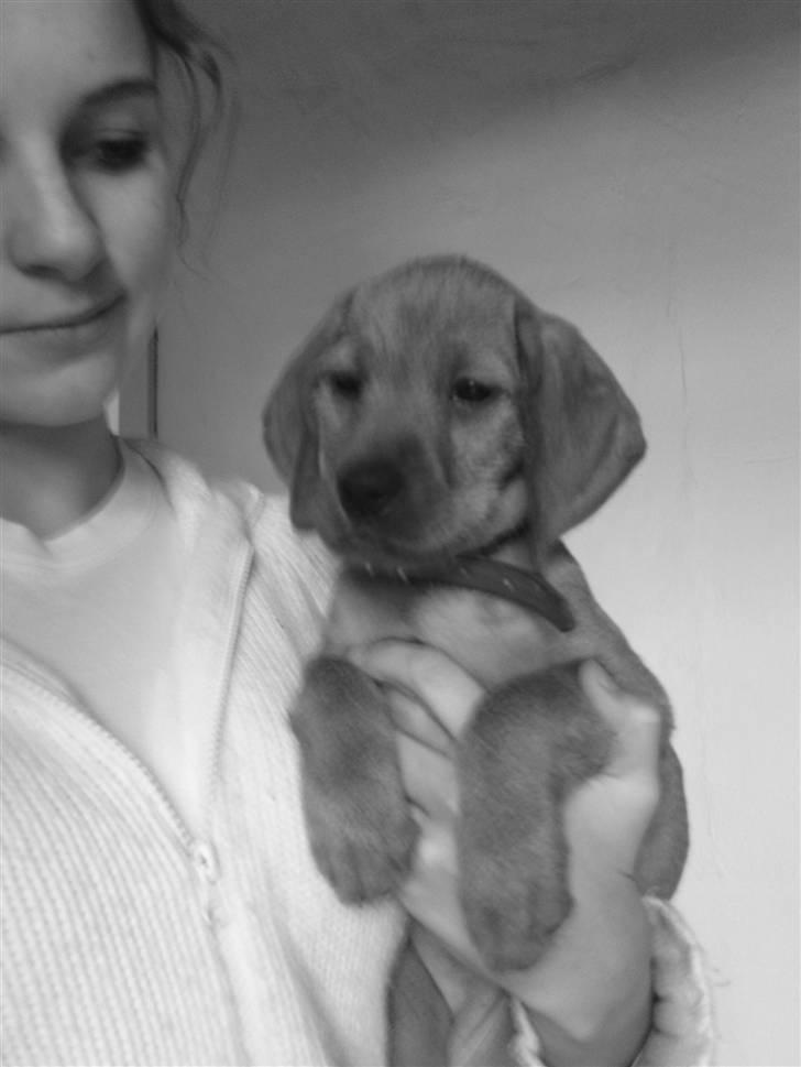 Basset fauve de bretagne Fendi billede 10