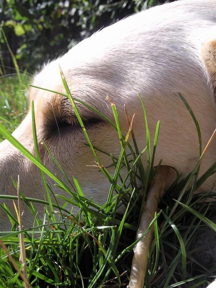 Labrador retriever Chiska - Velkommen til Chiska profil.  billede 1