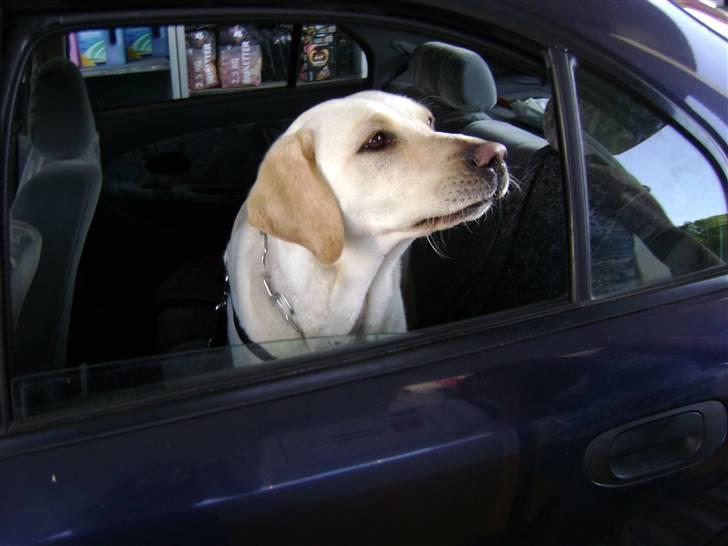 Labrador retriever Chiska - ud og køre bil billede 3