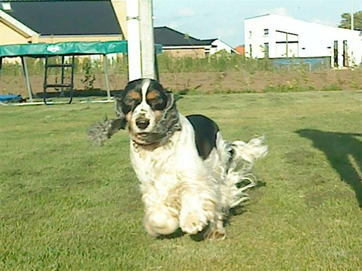 Cocker spaniel Barleys Tippe billede 7